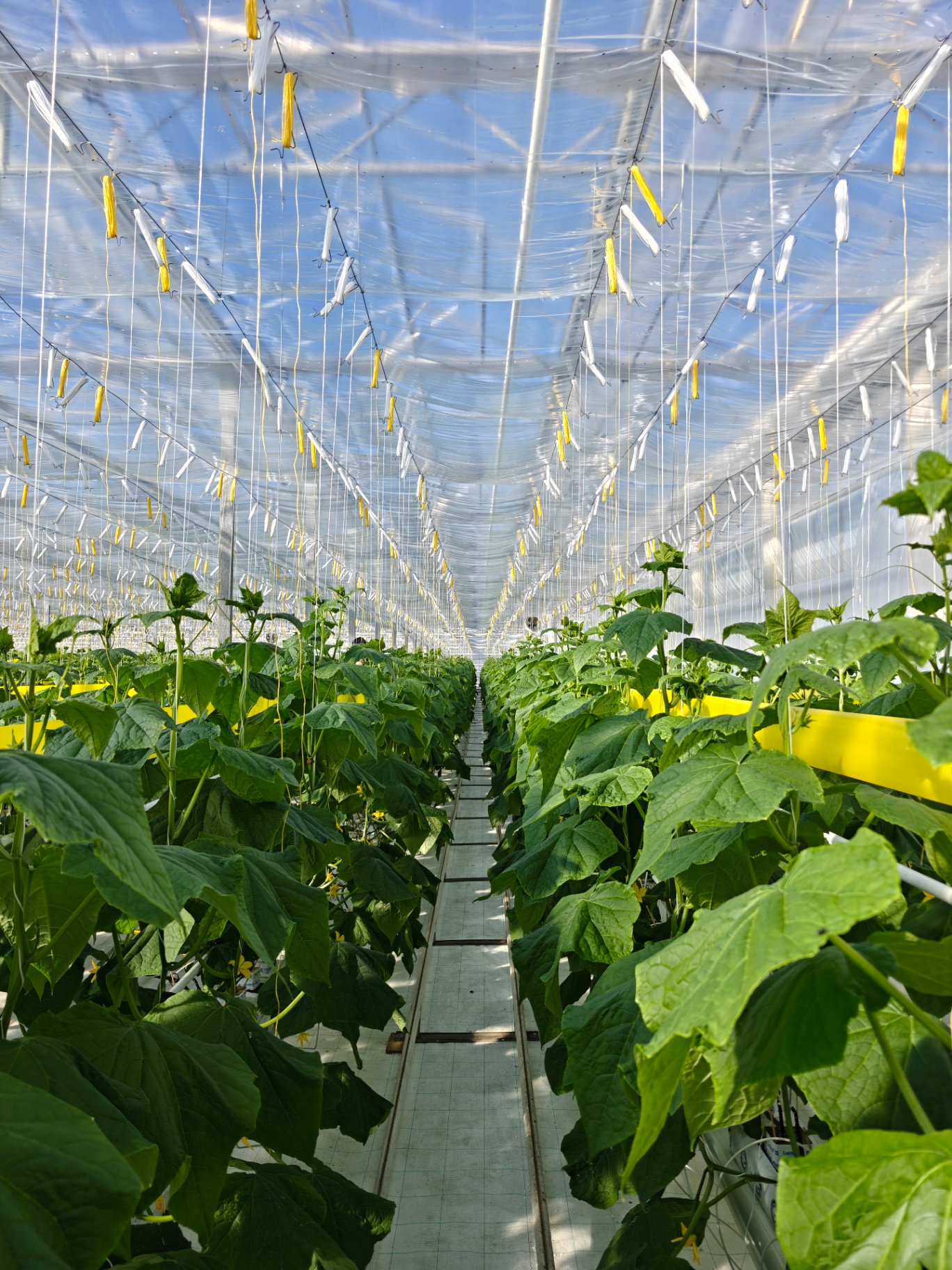 Greenhouse cucumber rows with overhead irrigation