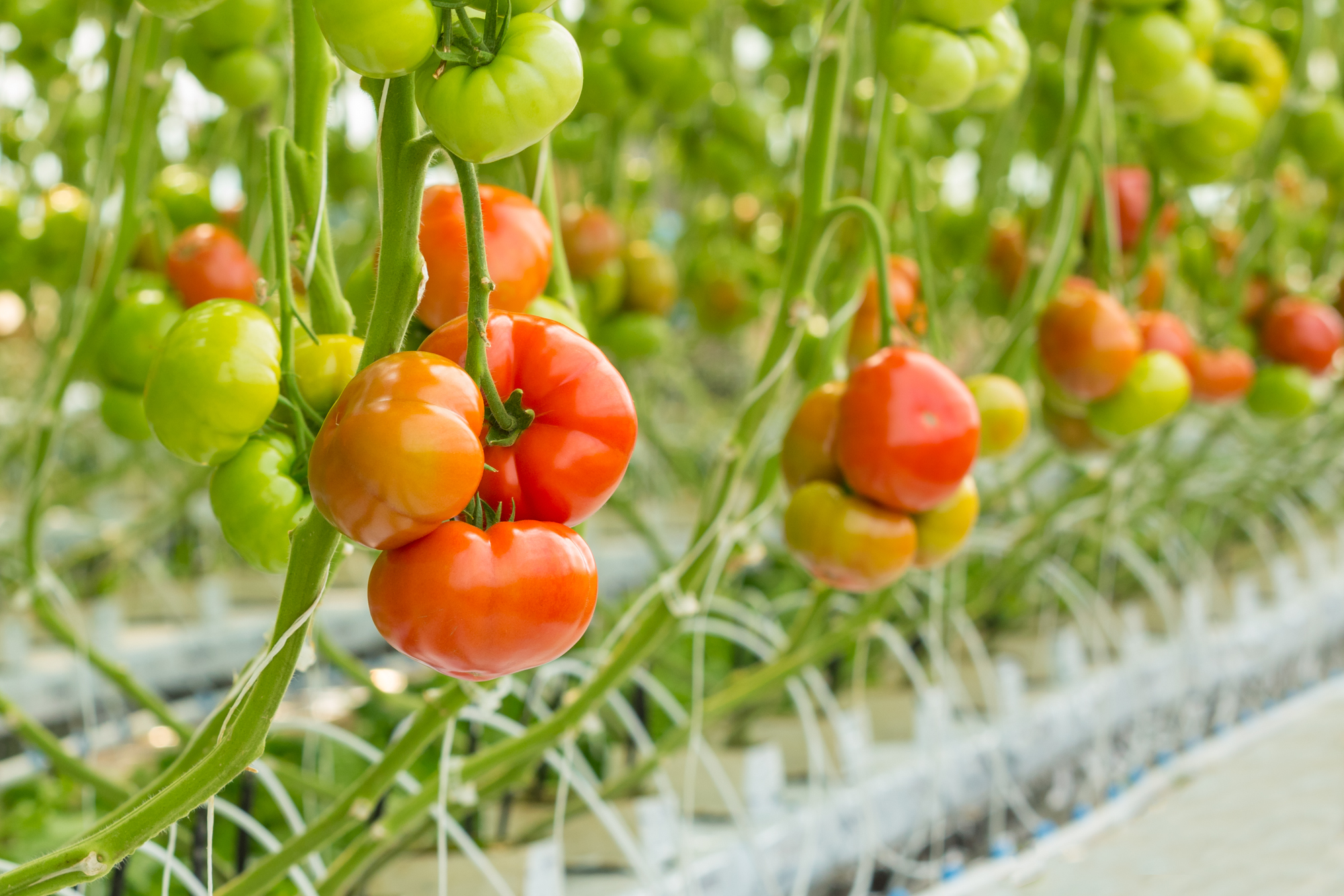 Ripening tomatoes on the vine in a greenhouse